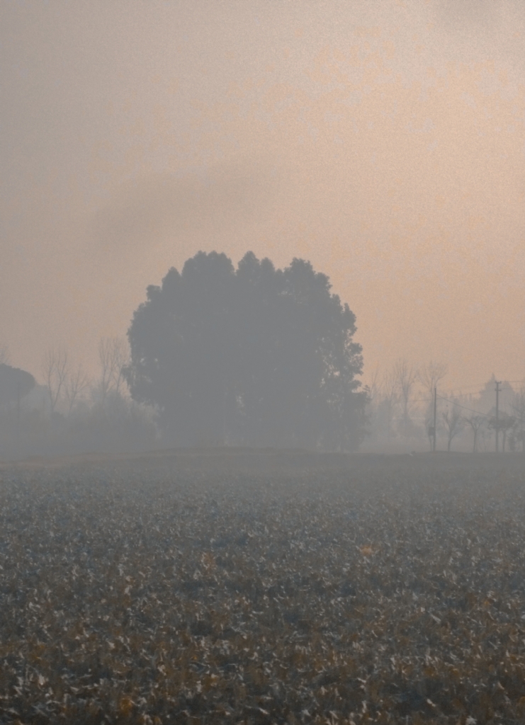 Landscape Into the mist