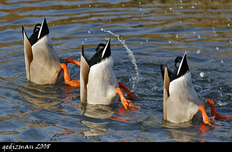 gediz kular bale grubu