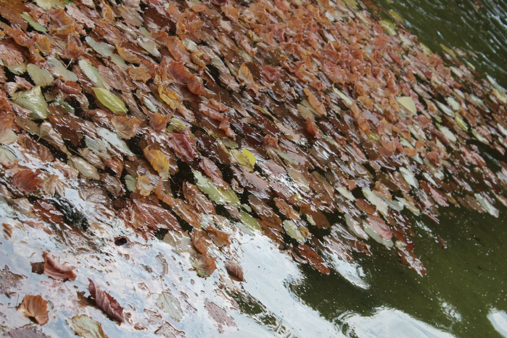 Herren Hausen Garten 