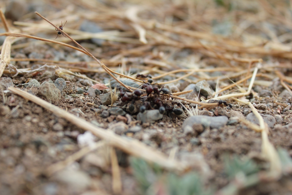 ben tek siz hepiniz..