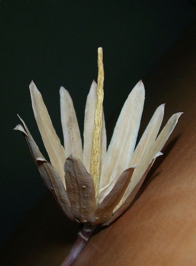 liriodendron tulipifera