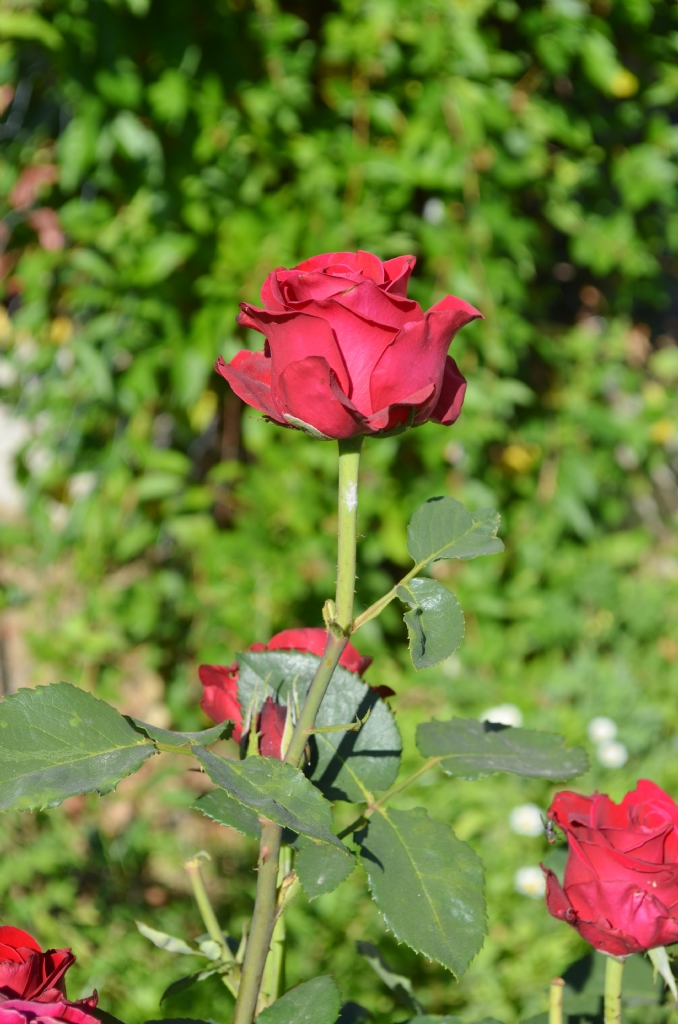 Dayenice kynn krmz gl