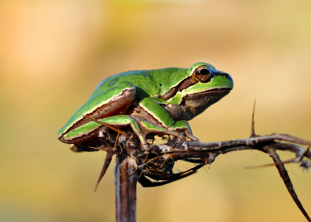 Hyla arborea