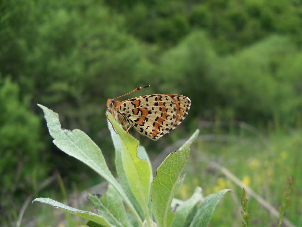 benekli iparhan (melitaea didyma)