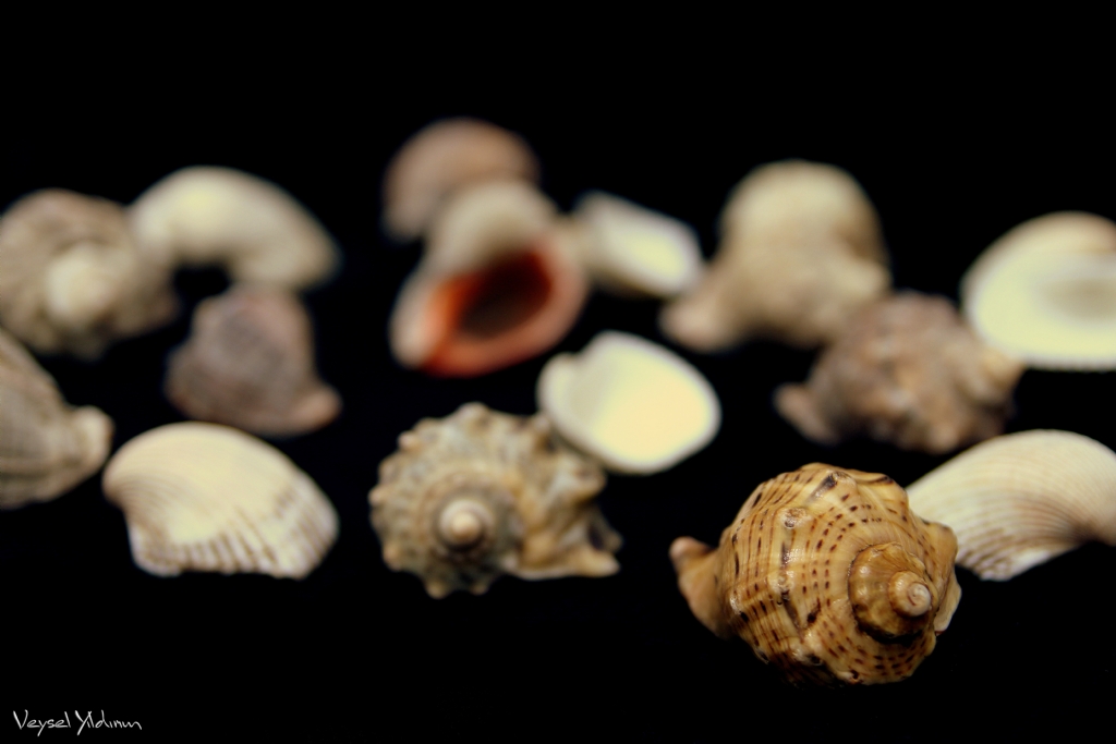 Deniz Kabuklar