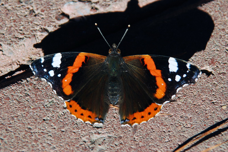 Papillon