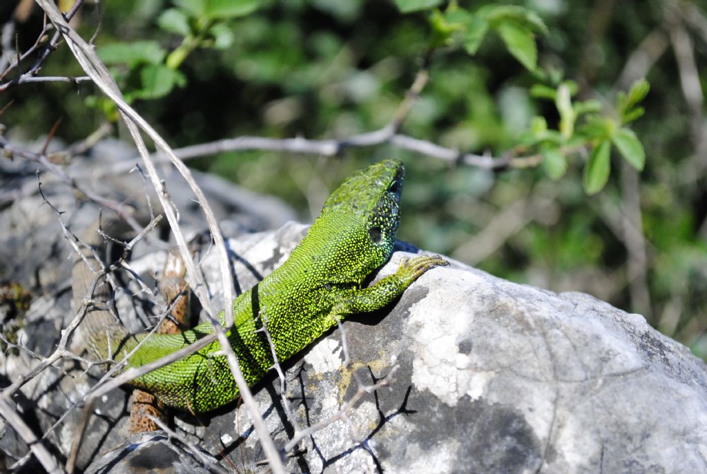 Lacerta viridis