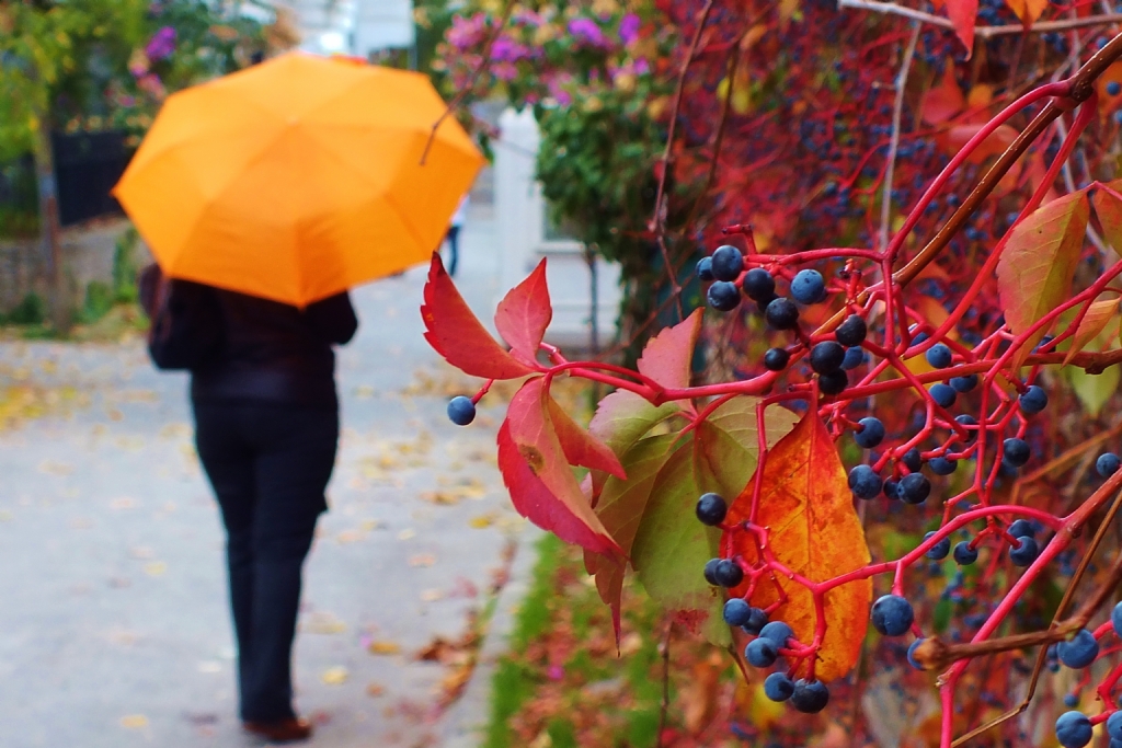 Ada'da Sonbahar Renkleri
