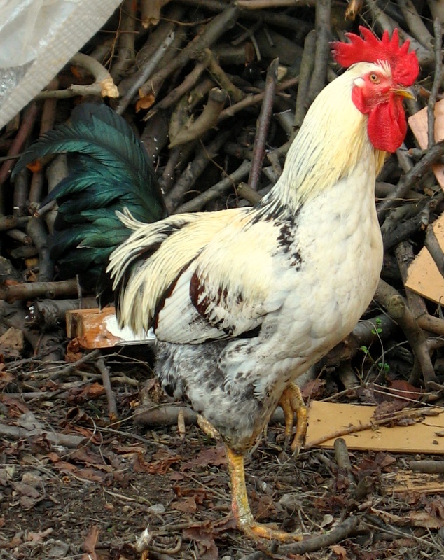 Erken ttn Cezalsn !!!