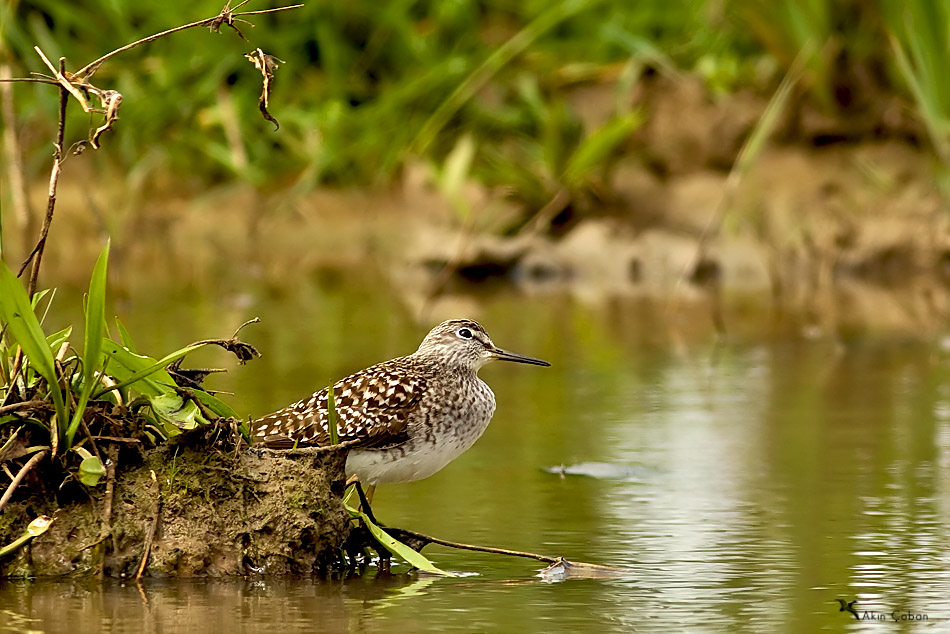 Orman d�d�k��n�