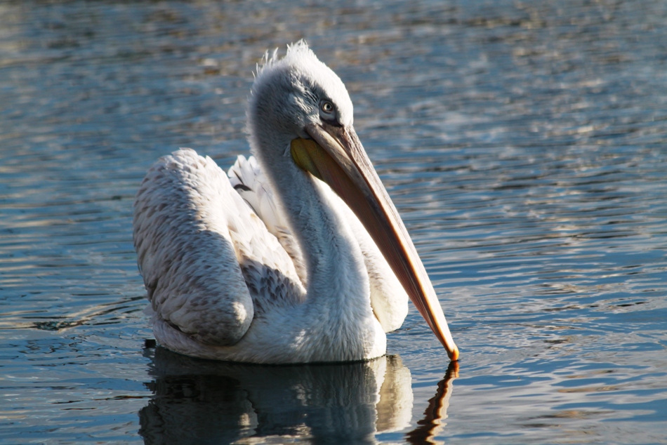 Erdekte ya�l� reis