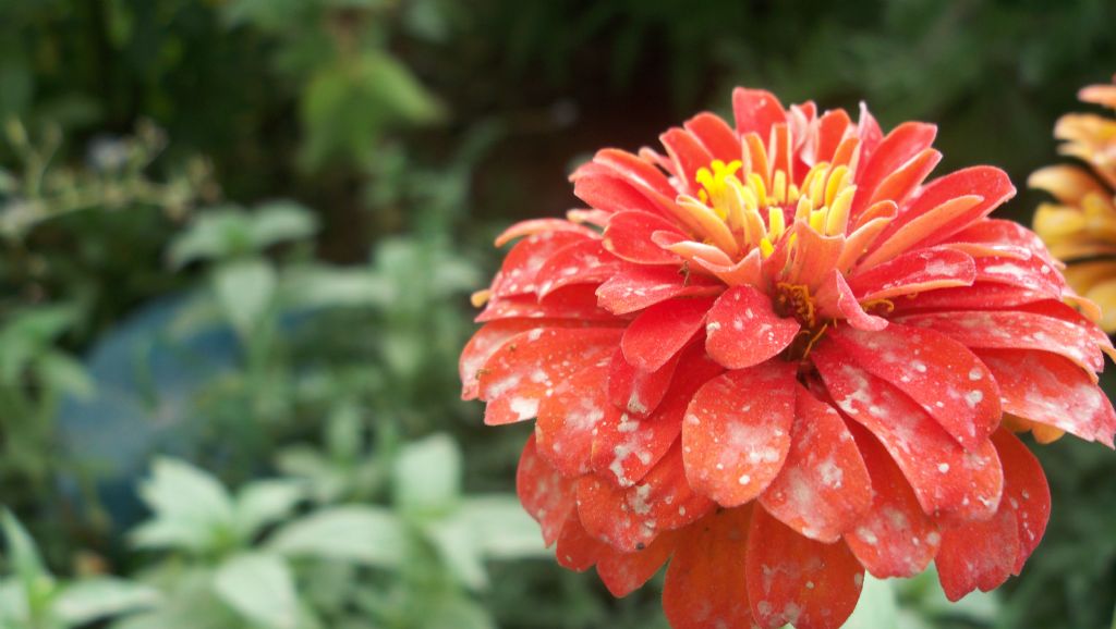 Tozlanm�� �i�ek