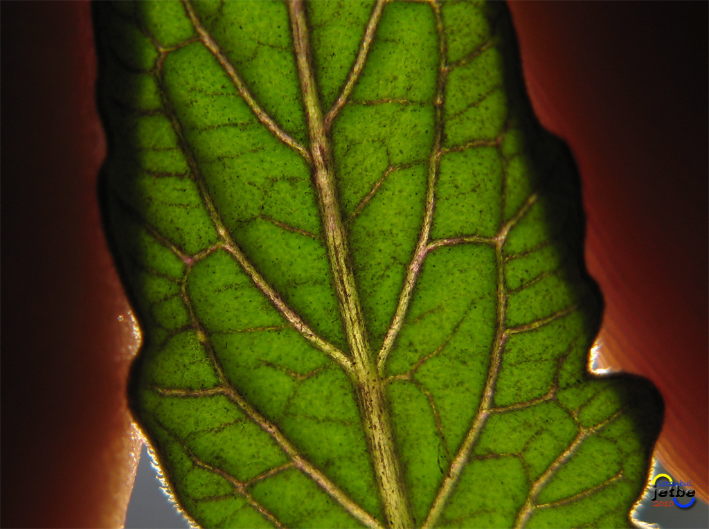 yaprak serisi -4 elimizdeki deerler