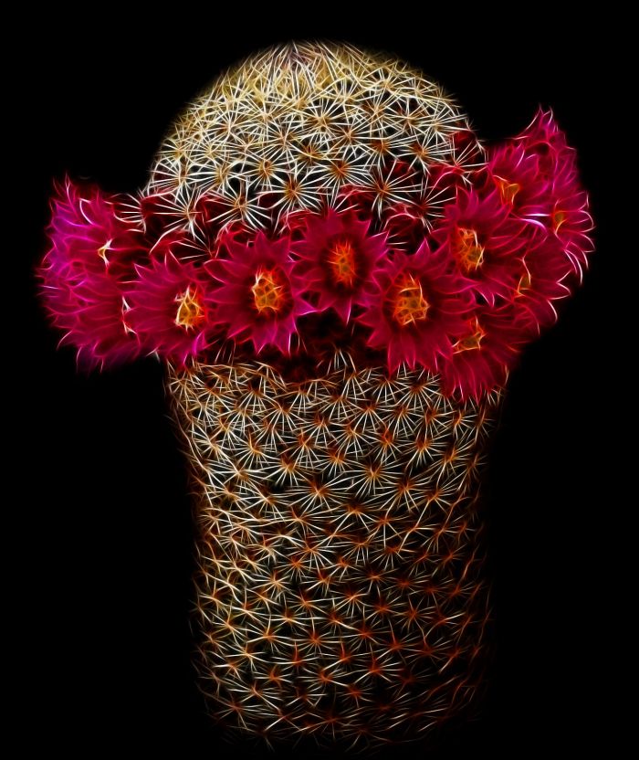 Fractal Magenta Angels