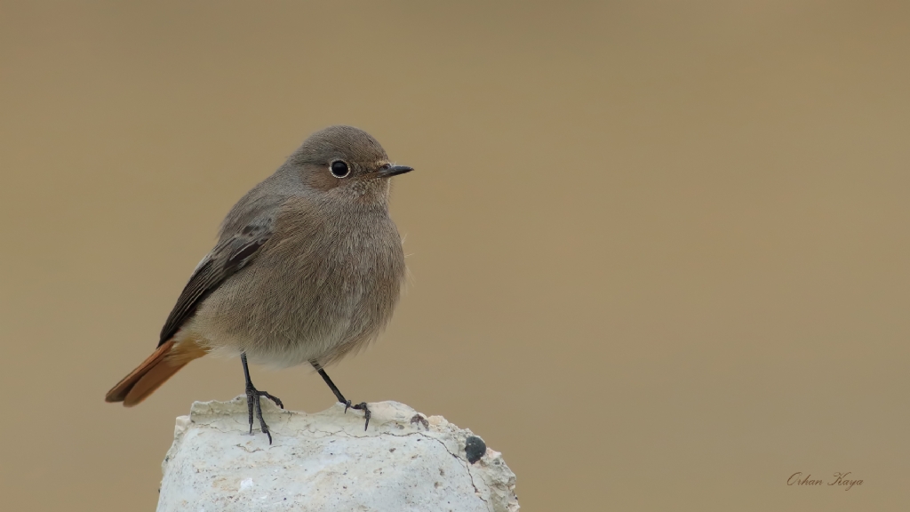 Kara kzlkuyruk  Phoenicurus ochruros  Black re