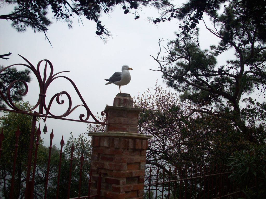 Mart����....