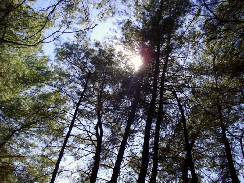 amlarn Arasndan Bize Bakan Gne