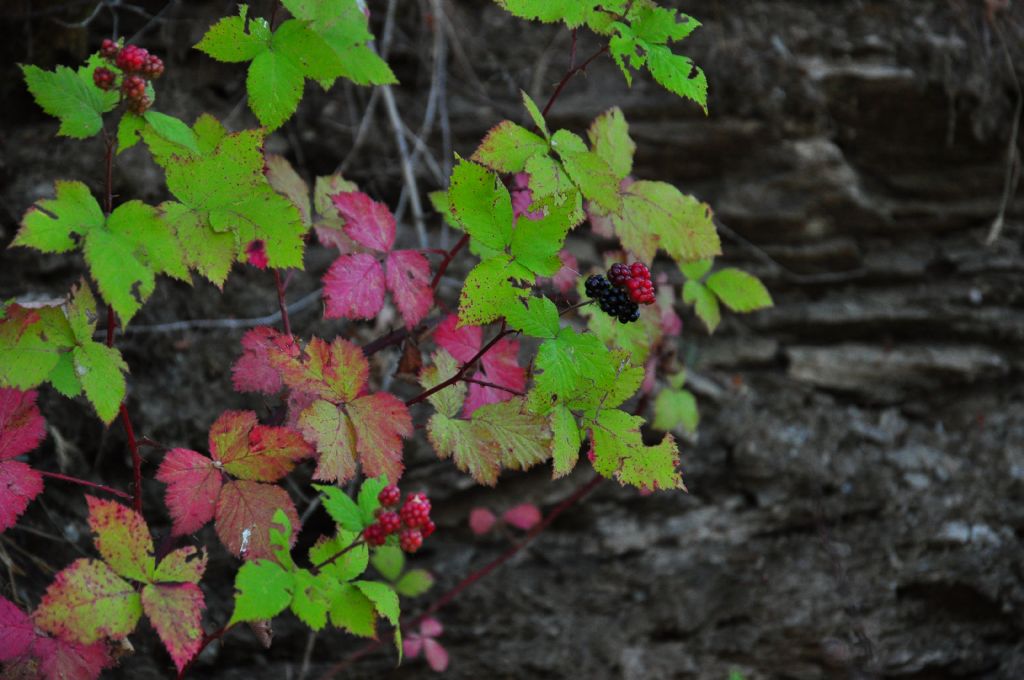 Rosaceae Rubus