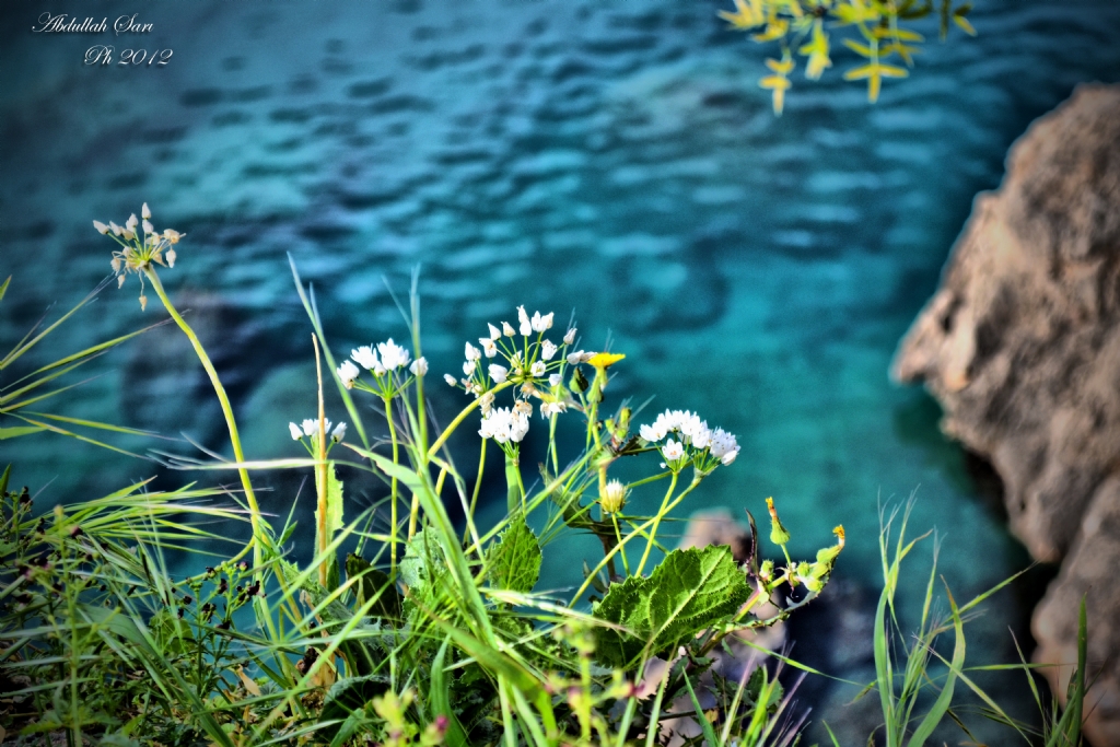 Deniz ak