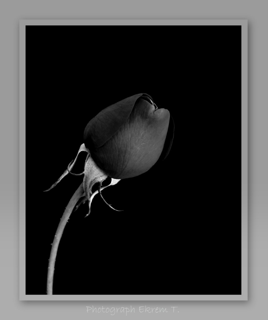 Black rose