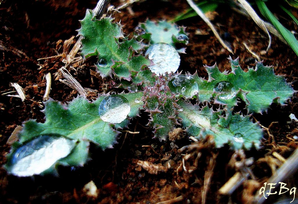 ya�murdan sonra ...