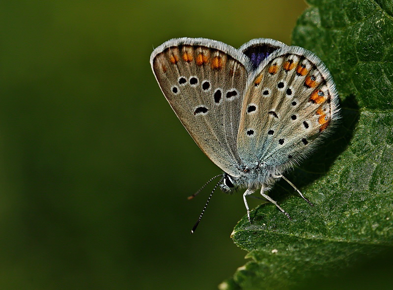 Avrupal Esmergz