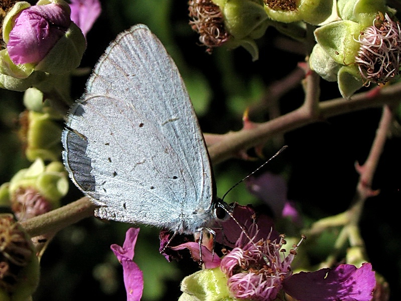 4 - Kutsal Mavi (Celastrina argiolus)