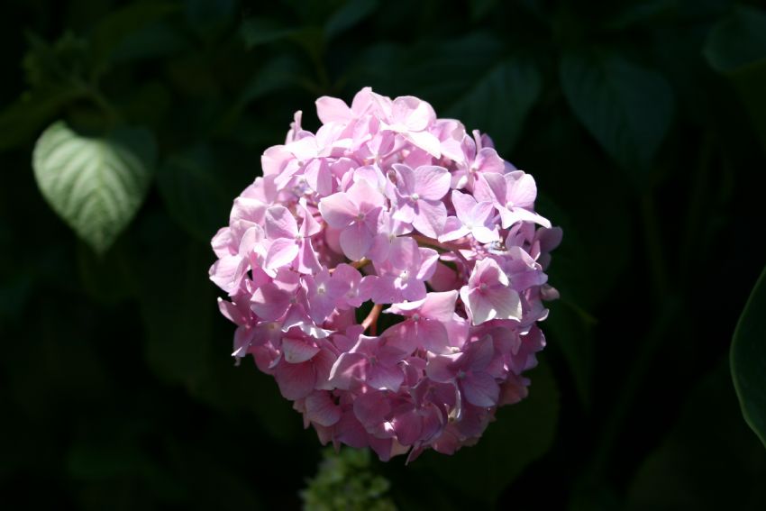 yaprak m� �i�ek mi?