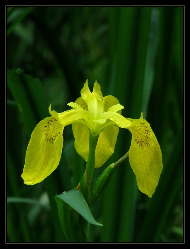 Iris Pseudoacorus