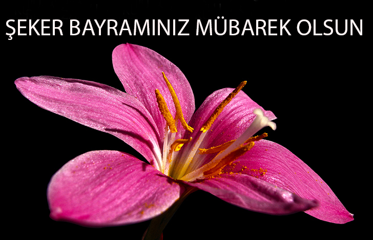 Bayram