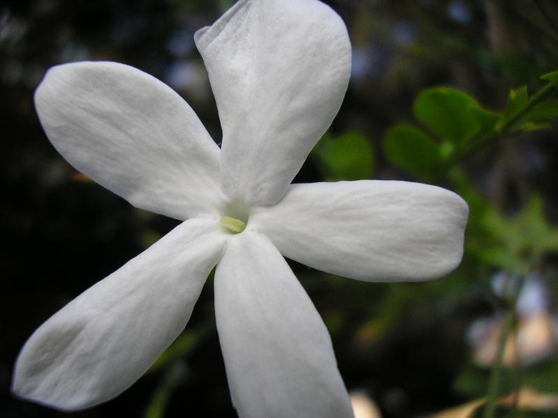 jasminum (yasemen/yasemin)