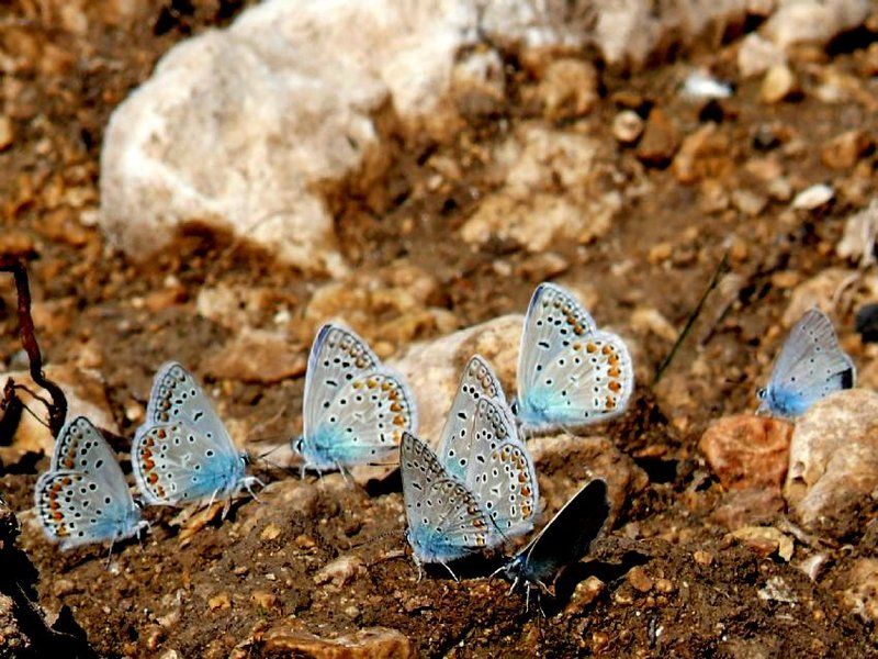 kelebeklerin valsi