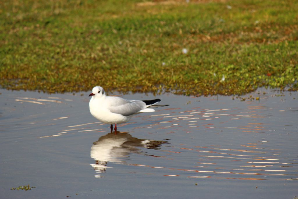 ''Martlar ki sokak ocuklardr denizin ''
