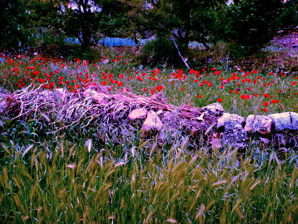 UMUT ���EKLER�..