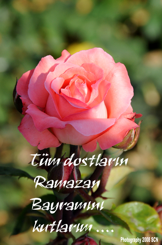 Tm dostlarn Ramazan Bayramn kutlarm 