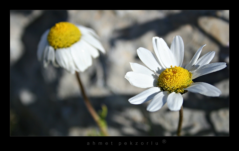 ard�nda b�rakt���n...