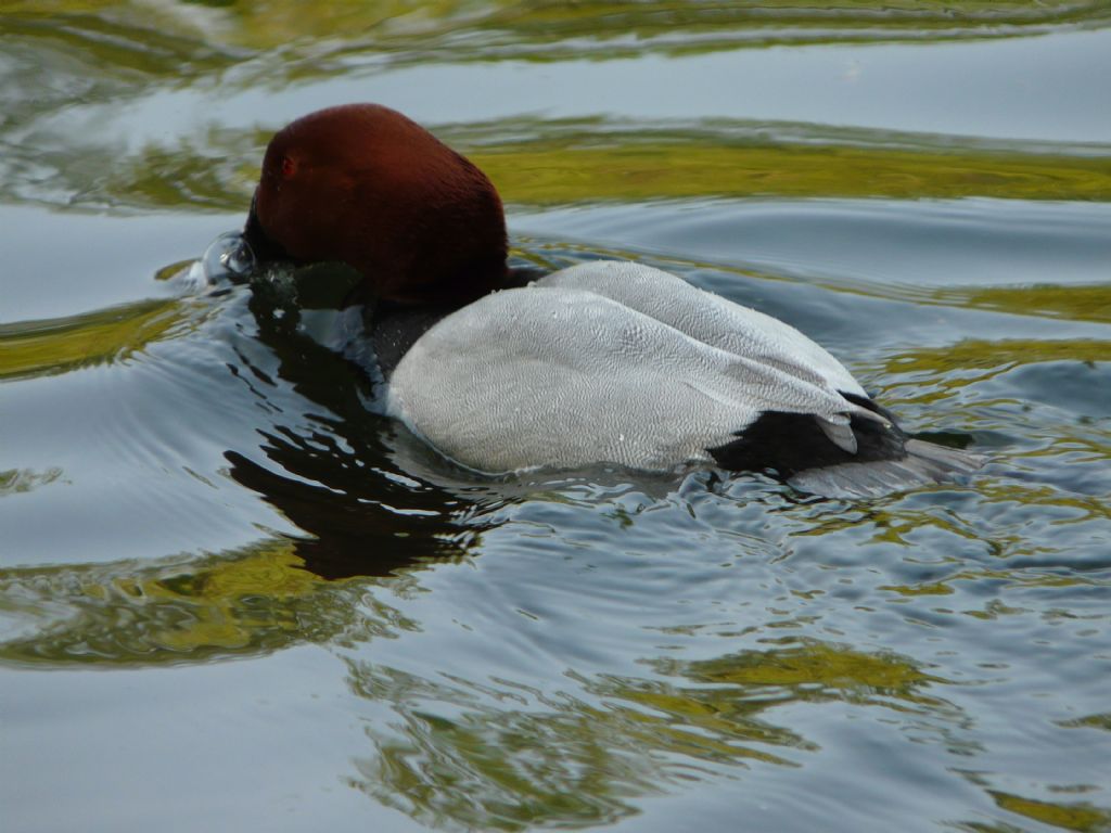 Pochard rdei