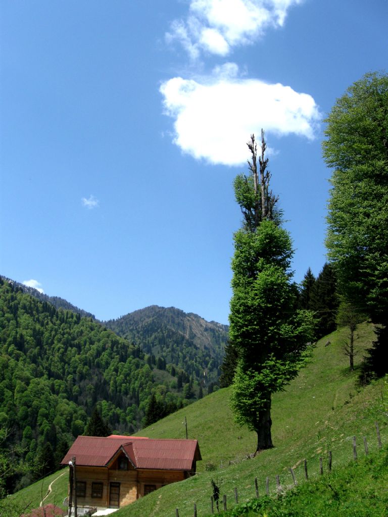 ayder yaylas (karadeniz