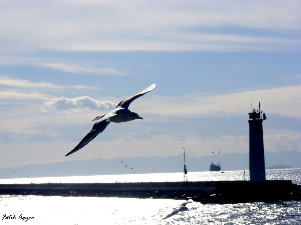 martlar dans ederken..