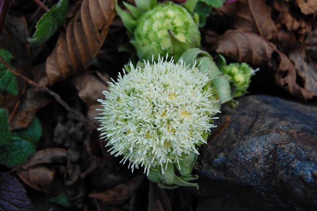 K�� �i�ekleri