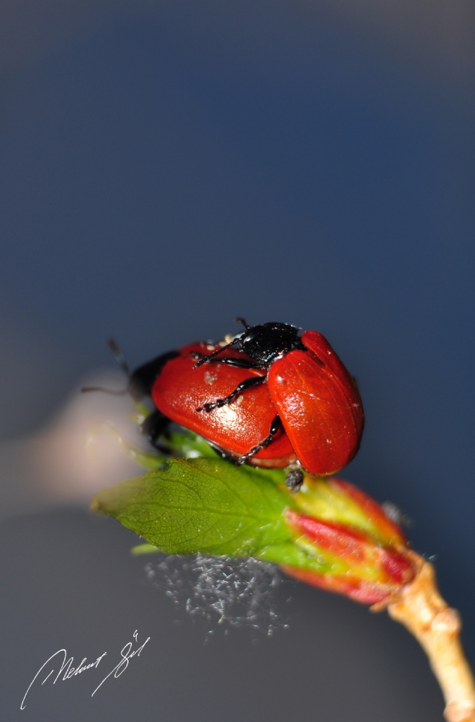 varolmann dayanlmaz hafiflii