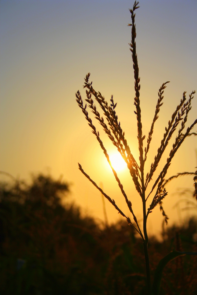 M�s�r P�sk�l� E�li�inde G�nbat�m�