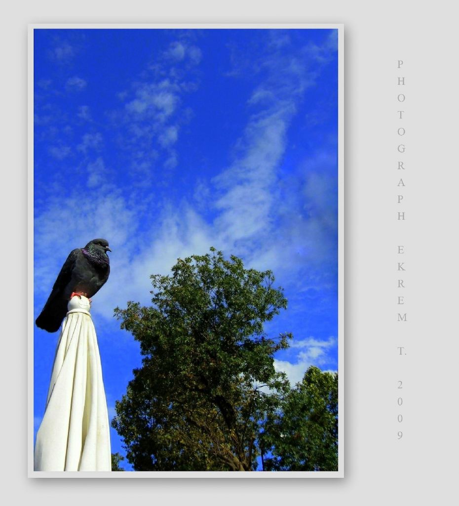 Ykseklerde tek bana...