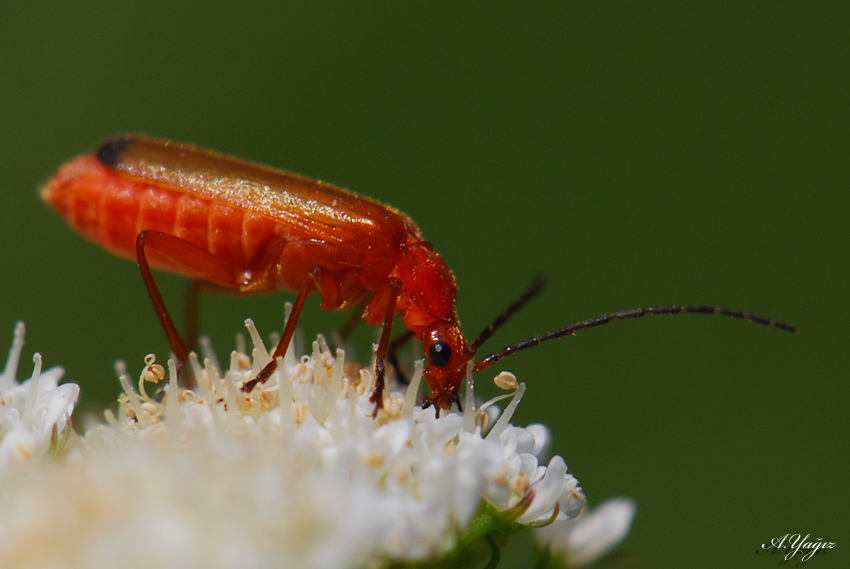 Cantharis livida