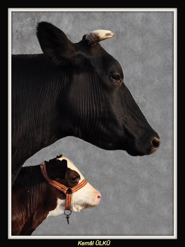 Annemin Glgesinde...