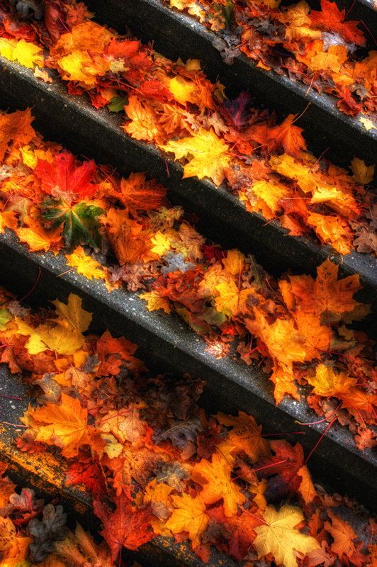 Sonbaharda Yapraklar