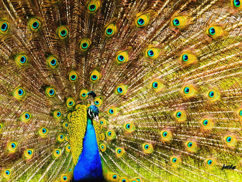 Tavus Kuu (Peacock bird)