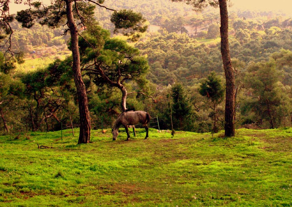 Horse in Forest