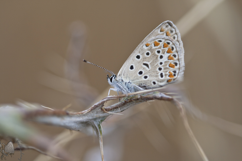 Rengarenk zamanlar 2