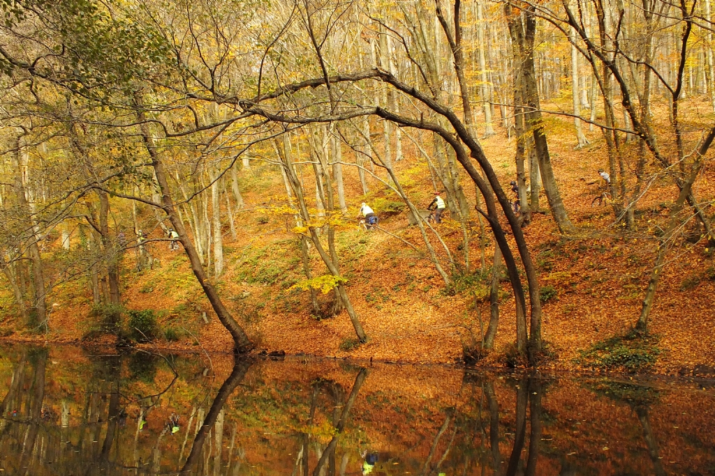 Belgrad Orman'nn Sonbahar Renkleri